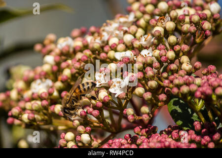Die Bestäubung, die große Arbeit der Bienen, die Sie besuchen, die Blumen, die den Nektar sammeln der Pollen in der unten am Bauch sammeln Stockfoto