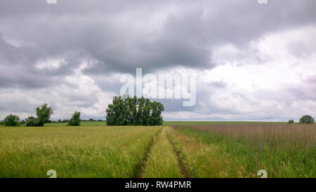 Sommer ländlichen Landstraße zwischen zwei Felder Stockfoto