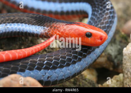 Malaiische Blue Coral Snake Stockfoto