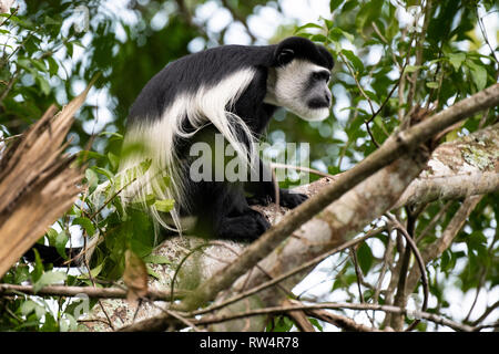 Schwarze und weiße Stummelaffen, Colobus guereza, Maramagambo Forest, Queen Elizabeth NP, Uganda Stockfoto