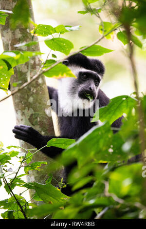 Schwarze und weiße Stummelaffen, Colobus guereza, Maramagambo Forest, Queen Elizabeth NP, Uganda Stockfoto