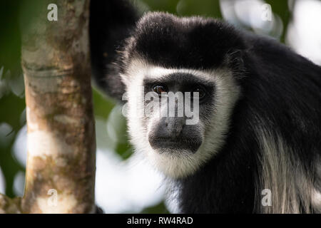 Schwarze und weiße Stummelaffen, Colobus guereza, Maramagambo Forest, Queen Elizabeth NP, Uganda Stockfoto