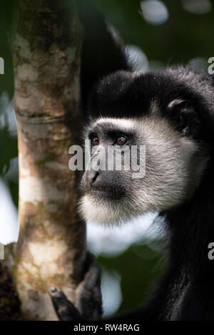 Schwarze und weiße Stummelaffen, Colobus guereza, Maramagambo Forest, Queen Elizabeth NP, Uganda Stockfoto