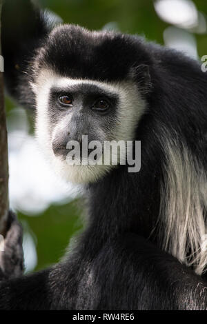 Schwarze und weiße Stummelaffen, Colobus guereza, Maramagambo Forest, Queen Elizabeth NP, Uganda Stockfoto