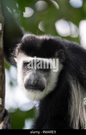 Schwarze und weiße Stummelaffen, Colobus guereza, Maramagambo Forest, Queen Elizabeth NP, Uganda Stockfoto