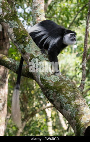 Schwarze und weiße Stummelaffen, Colobus guereza, Maramagambo Forest, Queen Elizabeth NP, Uganda Stockfoto