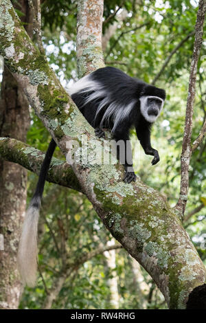 Schwarze und weiße Stummelaffen, Colobus guereza, Maramagambo Forest, Queen Elizabeth NP, Uganda Stockfoto