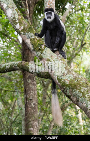 Schwarze und weiße Stummelaffen, Colobus guereza, Maramagambo Forest, Queen Elizabeth NP, Uganda Stockfoto