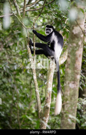 Schwarze und weiße Stummelaffen, Colobus guereza, Maramagambo Forest, Queen Elizabeth NP, Uganda Stockfoto