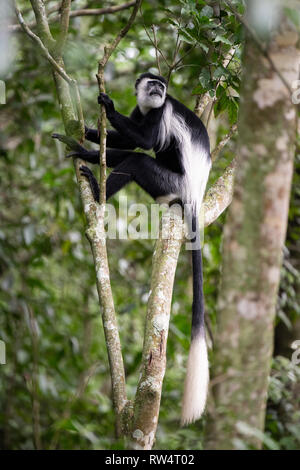 Schwarze und weiße Stummelaffen, Colobus guereza, Maramagambo Forest, Queen Elizabeth NP, Uganda Stockfoto