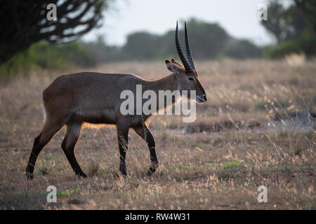 Defassa Wasserbock, Kobus ellipsiprymnus defassa, Queen Elizabeth NP, Uganda Stockfoto