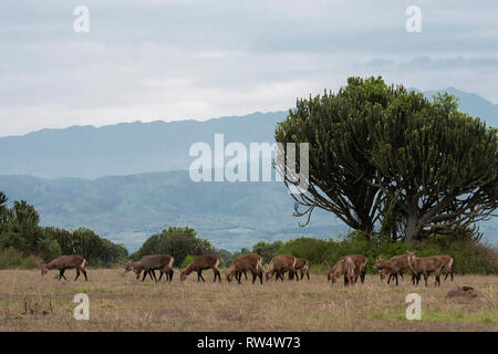 Defassa Wasserbock, Kobus ellipsiprymnus defassa, Queen Elizabeth NP, Uganda Stockfoto