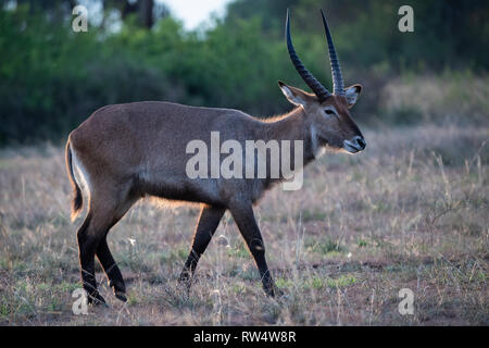 Defassa Wasserbock, Kobus ellipsiprymnus defassa, Queen Elizabeth NP, Uganda Stockfoto