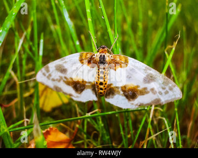 Schmetterling im Gras, sitzt auf einem Blatt. Schmetterling im Gras, sitzt auf einem Blatt. Stockfoto