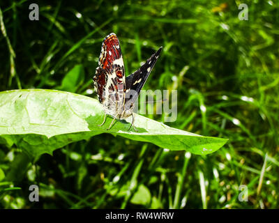 Schmetterling im Gras, sitzt auf einem Blatt. Schmetterling im Gras, sitzt auf einem Blatt. Stockfoto