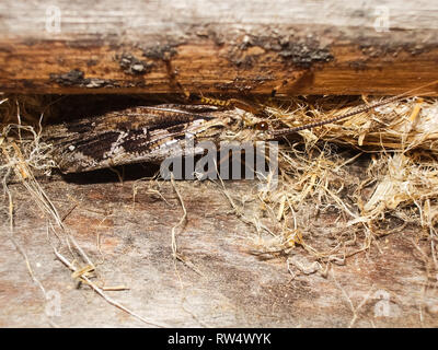 Schmetterling im Gras, sitzt auf einem Blatt. Schmetterling im Gras, sitzt auf einem Blatt. Stockfoto
