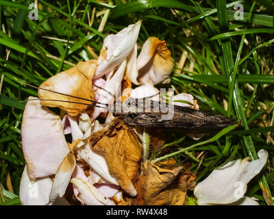 Schmetterling im Gras, sitzt auf einem Blatt. Schmetterling im Gras, sitzt auf einem Blatt. Stockfoto