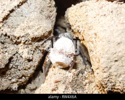 Weibliche Spinne mit einem Kokon. Pflege der Nachkommen von Spinnen. Stockfoto