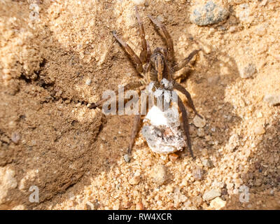 Weibliche Spinne mit einem Kokon. Pflege der Nachkommen von Spinnen. Stockfoto