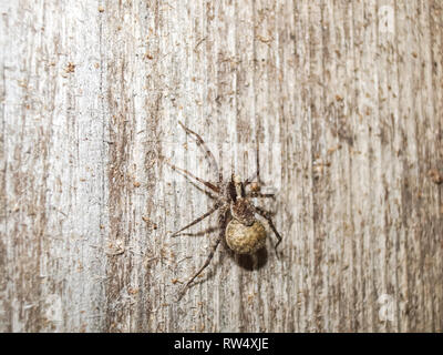 Weibliche Spinne mit einem Kokon. Pflege der Nachkommen von Spinnen. Stockfoto