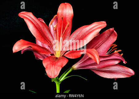 Zwei dunkle rote Lilie Blumen mit grünen Blättern, auf schwarzem Hintergrund Stockfoto