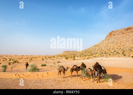 Gruppe von Kamelen in der Wüste Sahara in der Nähe von Douz, Tunesien Stockfoto