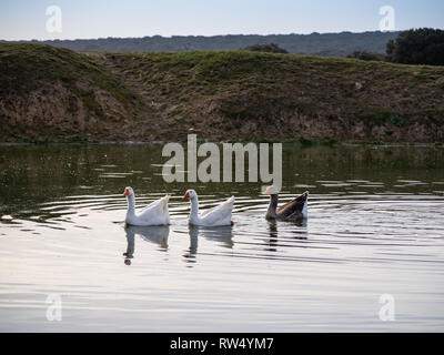 Familie von drei Gänse zusammen schwimmen in einem See Stockfoto