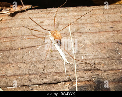 Weberknechte, opiliones, Daddy longlegs Opiliones weberknechte Daddy longlegs Stockfoto