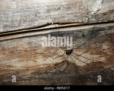 Weberknechte, opiliones, Daddy longlegs Opiliones weberknechte Daddy longlegs Stockfoto