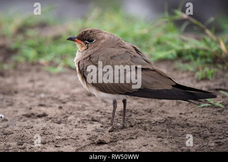 Glareola pratincola Collared pratincole, Queen Elizabeth NP, Uganda Stockfoto