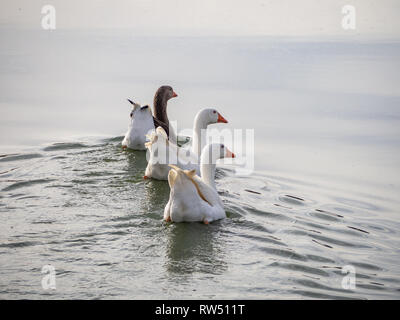 Familie von drei Gänse zusammen schwimmen in einem See Stockfoto