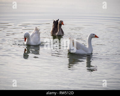 Familie von drei Gänse zusammen schwimmen in einem See Stockfoto