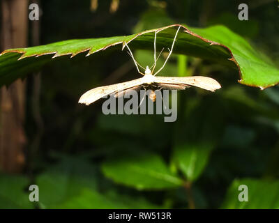 Dies ist lange Beine Moskitos gemeinhin als wahre Kran fliegen. Stockfoto