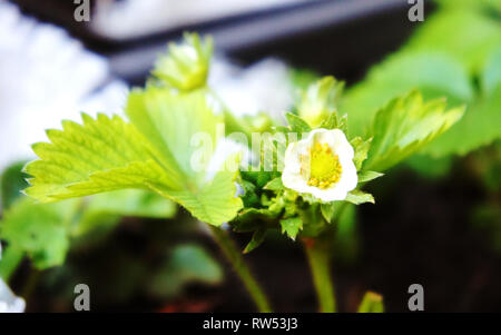 Blühende Beeren im Garten. Kleine weiße Erdbeere Blumen. Stockfoto