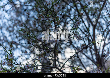 Mandelbäume blühen-rosa-weißen Blüten blue sky Green Grass in ländlichen Landschaft - Zypern Dorf Lefkara Stockfoto