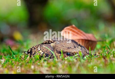 Der düstere Nachtkrug Antrostomus saturatus versteckt sich im Gras Stockfoto