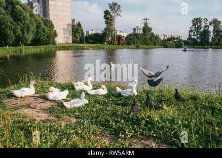 Eine Herde von wunderschönen weißen Gänse weiden auf grünen Rasen auf dem Hintergrund der See und Bäume. Herde von Tauben Stockfoto