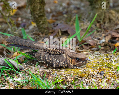 Der düstere Nachtkrug Antrostomus saturatus versteckt sich im Gras Stockfoto