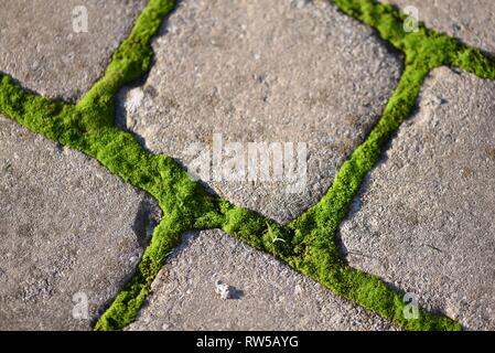 Moose (bryophyta): lebhaftes Grün Moos wächst zwischen den Gelenken von grauem Beton Pflastersteine Stockfoto