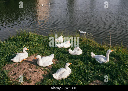 Eine Herde von wunderschönen weißen Gänse weiden auf grünen Rasen auf dem Hintergrund der Fluss. Selektiver Fokus Makroaufnahme mit flachen DOF Stockfoto