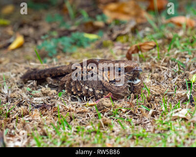 Der düstere Nachtkrug Antrostomus saturatus versteckt sich im Gras Stockfoto