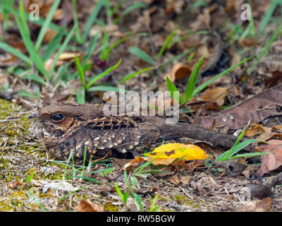 Der düstere Nachtkrug Antrostomus saturatus versteckt sich im Gras Stockfoto