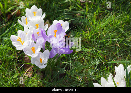 Frühling blühende Krokusse durch Rasen wächst mit Queen Bumblebee Stockfoto