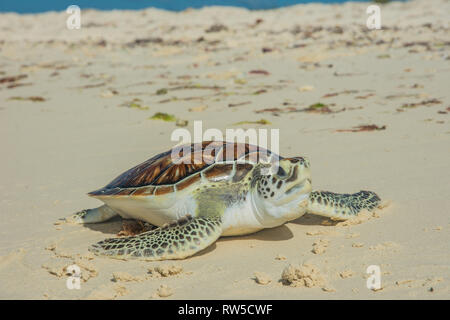 Tortuga Verde, Chelonia mydas, Granja de Tortugas, Los Roques, Venezuela Caribe. Stockfoto