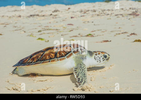 Tortuga Verde, Chelonia mydas, Granja de Tortugas, Los Roques, Venezuela Caribe. Stockfoto