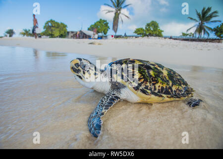 Tortuga Verde, Chelonia mydas, Granja de Tortugas, Los Roques, Venezuela Caribe. Stockfoto