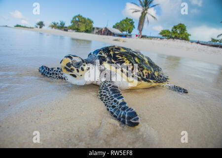 Tortuga Verde, Chelonia mydas, Granja de Tortugas, Los Roques, Venezuela Caribe. Stockfoto