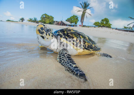 Tortuga Verde, Chelonia mydas, Granja de Tortugas, Los Roques, Venezuela Caribe. Stockfoto