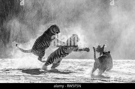 Sibirische Tiger in einer verschneiten Waldlichtung fangen ihre Beute. Sehr dynamische ERSCHOSSEN. Schwarz und Weiß. China. Harbin. Mudanjiang Provinz. Hengdaohezi Park. Stockfoto