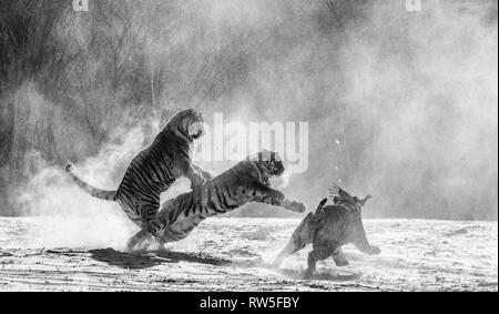 Sibirische Tiger in einer verschneiten Waldlichtung fangen ihre Beute. Sehr dynamische ERSCHOSSEN. Schwarz und Weiß. China. Harbin. Mudanjiang Provinz. Hengdaohezi Park. Stockfoto